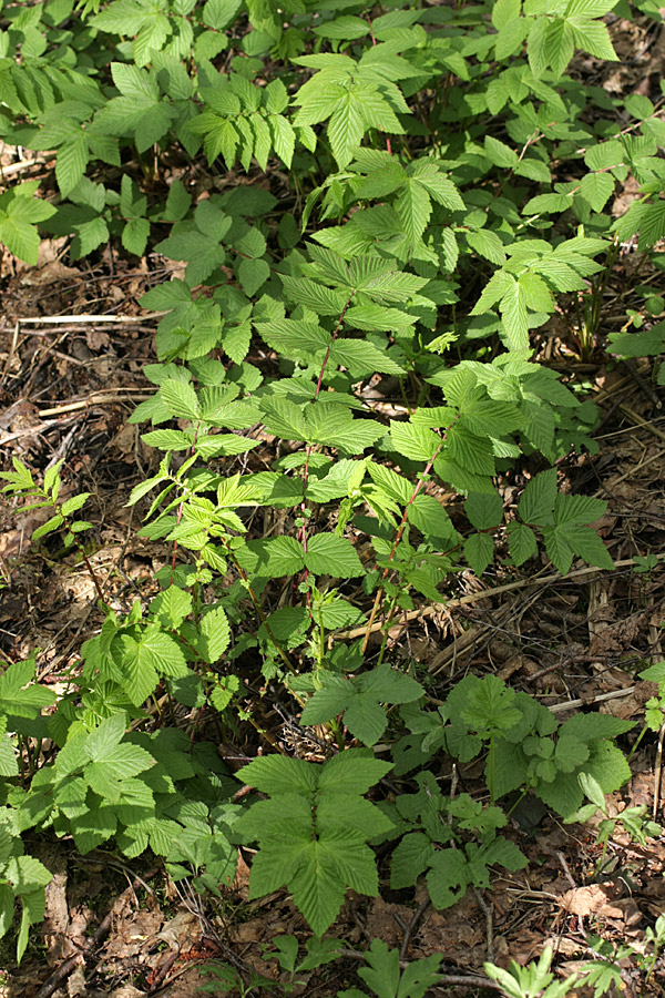 Изображение особи Filipendula ulmaria ssp. denudata.