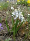 Hyacinthella leucophaea