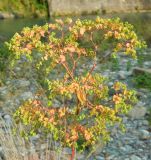 Euphorbia stricta. Верхушка отцветающего и плодоносящего растения. Краснодарский край, городской округ Сочи, мкр-н Хоста, берег р. Хоста, заливаемая в половодье каменная россыпь. Июль 2020 г.