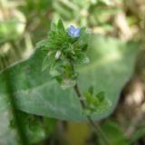 Veronica arvensis