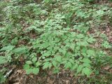 Actaea asiatica