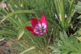 Tulipa humilis