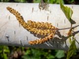 Betula pendula. Верхушка побега с мужскими и женским соцветиями. Тверская обл., Кимрский р-н, смешанный лес. 14.05.2022.