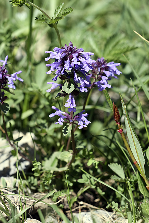 Изображение особи Dracocephalum nutans.