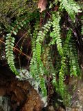 Asplenium trichomanes подвид quadrivalens. Спороносящее растение. Южный Берег Крыма, гора Аю-Даг. 3 января 2011 г.