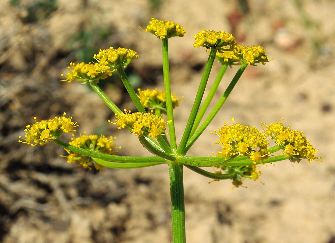 Изображение особи Ferula syreitschikowii.