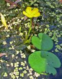 Nymphoides peltata