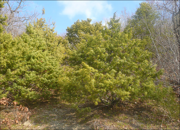 Изображение особи Juniperus deltoides.