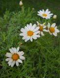 Argyranthemum frutescens