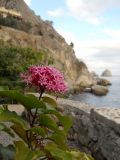 Clerodendrum bungei. Верхушка цветущего растения. Южный берег Крыма, пгт Гурзуф, музей \"Дача А. П. Чехова\", на клумбе. 5 ноября 2012 г.