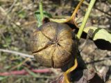 Aristolochia clematitis. Начинающий растрескиваться плод (вид снизу). Украина, Запорожский р-н, Дурная балка, разнотравная степь. 19.08.2011.