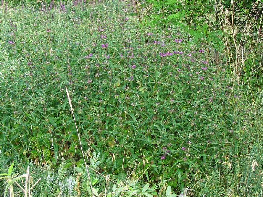 Image of Phlomis pungens specimen.