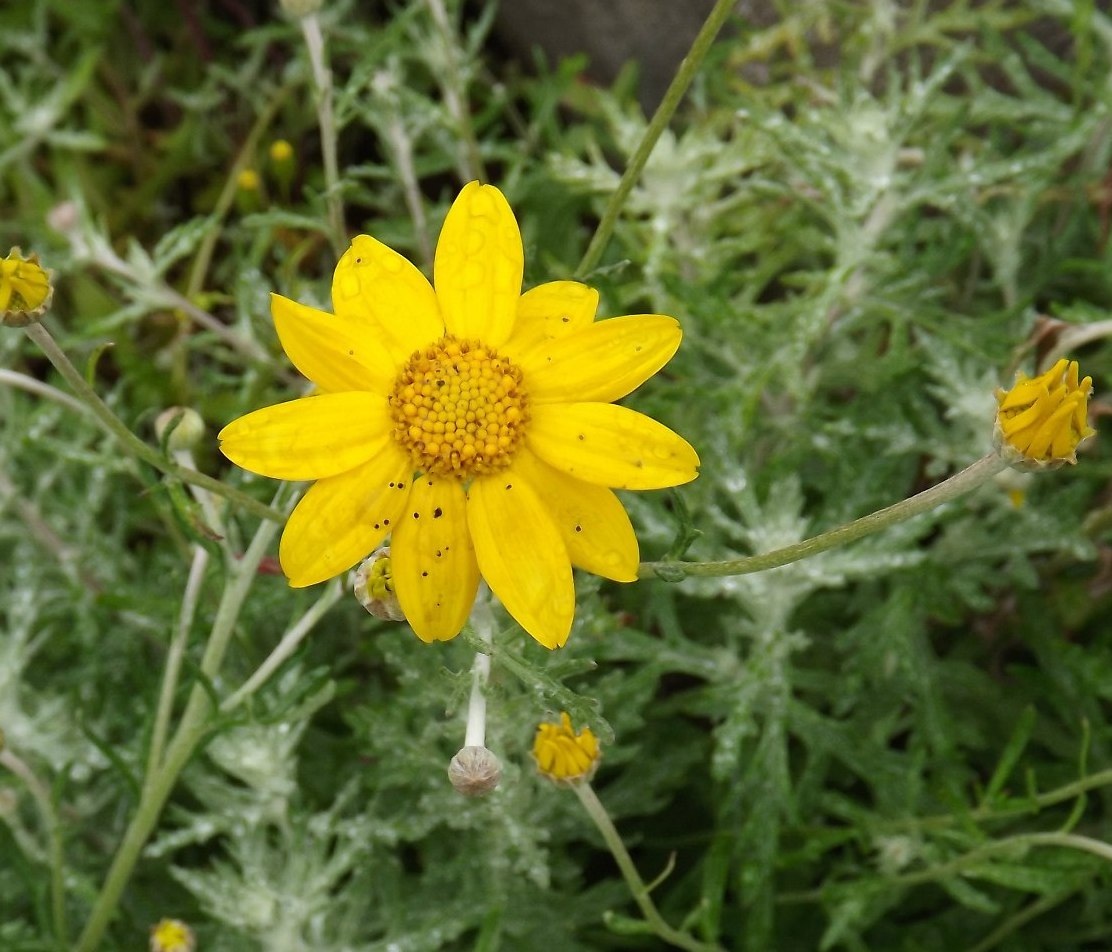 Изображение особи Eriophyllum lanatum.