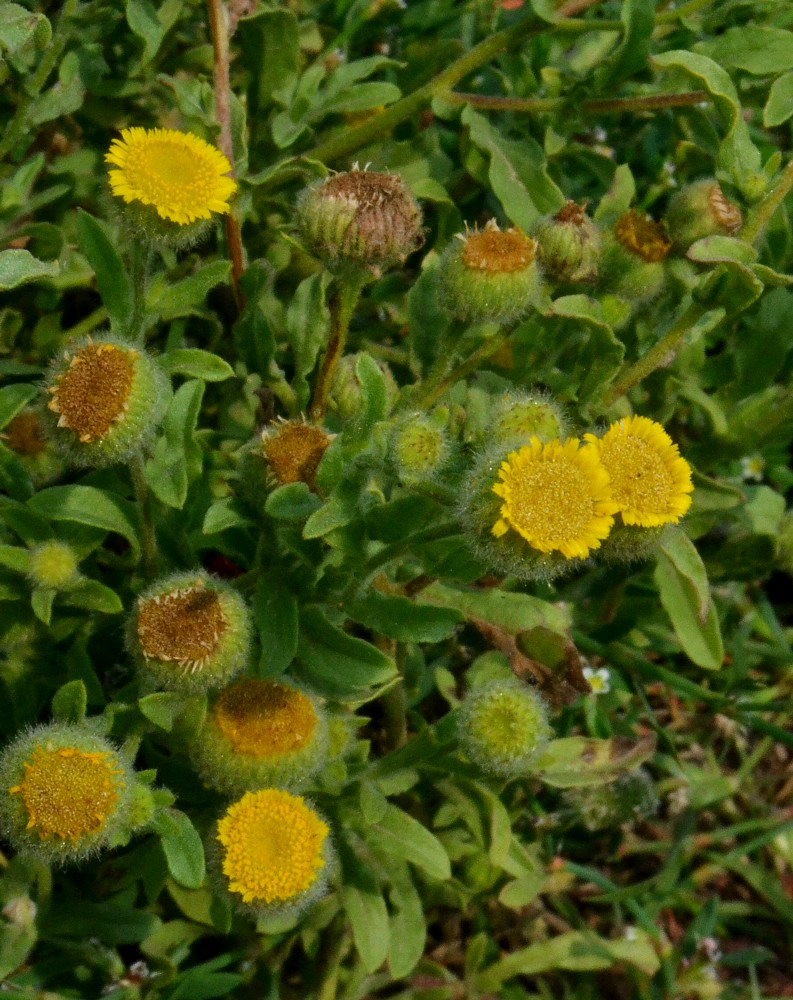 Изображение особи Pulicaria vulgaris.