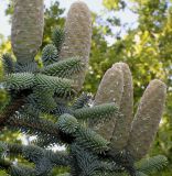 Abies pinsapo