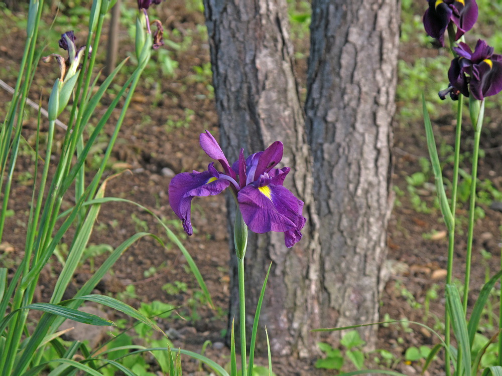 Изображение особи Iris ensata.