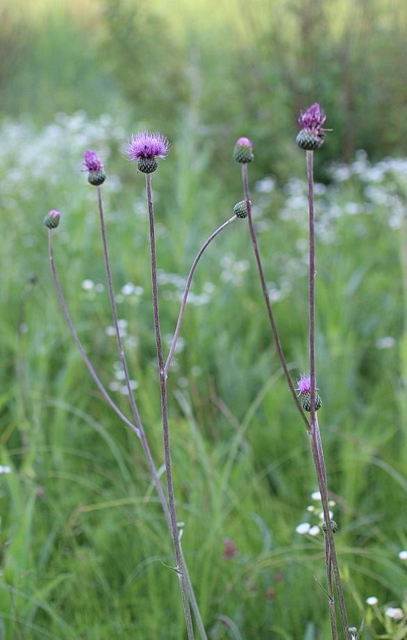 Изображение особи Cirsium canum.