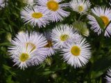 Erigeron speciosus