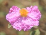 Cistus tauricus. Цветок. Крым, окр. Ялты, заповедник Мыс Мартьян, лес с преобладанием дуба пушистого и земляничника. 13 мая 2014 г.