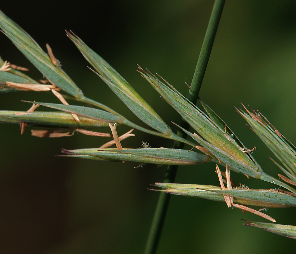 Изображение особи Elytrigia repens.