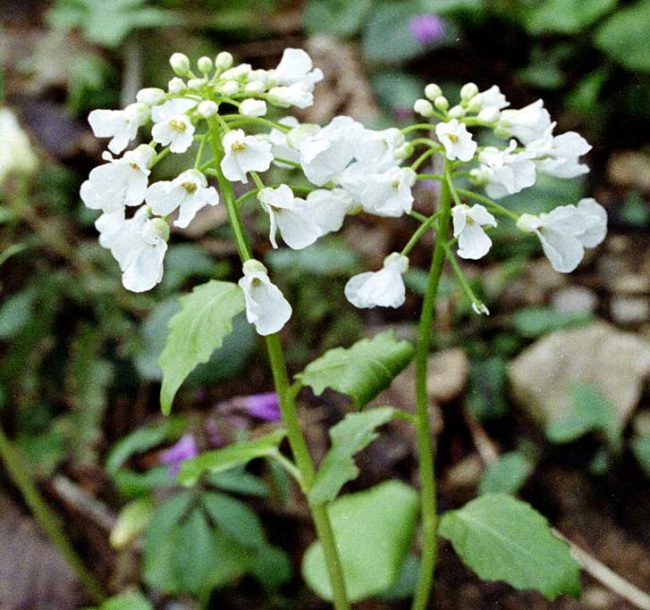 Изображение особи Pachyphragma macrophyllum.