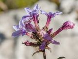 Plumbago europaea. Соцветие. Черногория, муниципалитет Будва, окр. с. Кульяче (Kuljače), рядом с монастырём Дульево (Duljevo), обочина парковки. 08.10.2014.