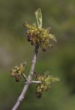 Fraxinus pennsylvanica