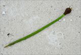 Rhizophora mucronata. Проросший плод. Андаманские острова, остров Хейвлок, песчаный пляж. 30.12.2014.
