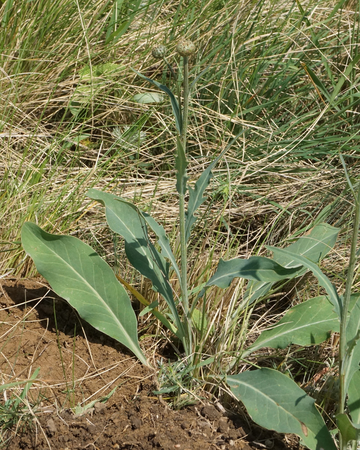 Изображение особи Klasea marginata.