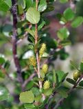 Betula rotundifolia