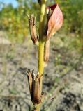 Oenothera biennis. Нижняя часть соплодия со зрелыми вскрывшимися плодами. Московская обл., окр. г. Электрогорска, зарастающий песчаный карьер. 23.08.2015.