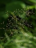 Agrostis tenuis. Соцветие. Санкт-Петербург, Пискарёвский парк. 31.07.2009.