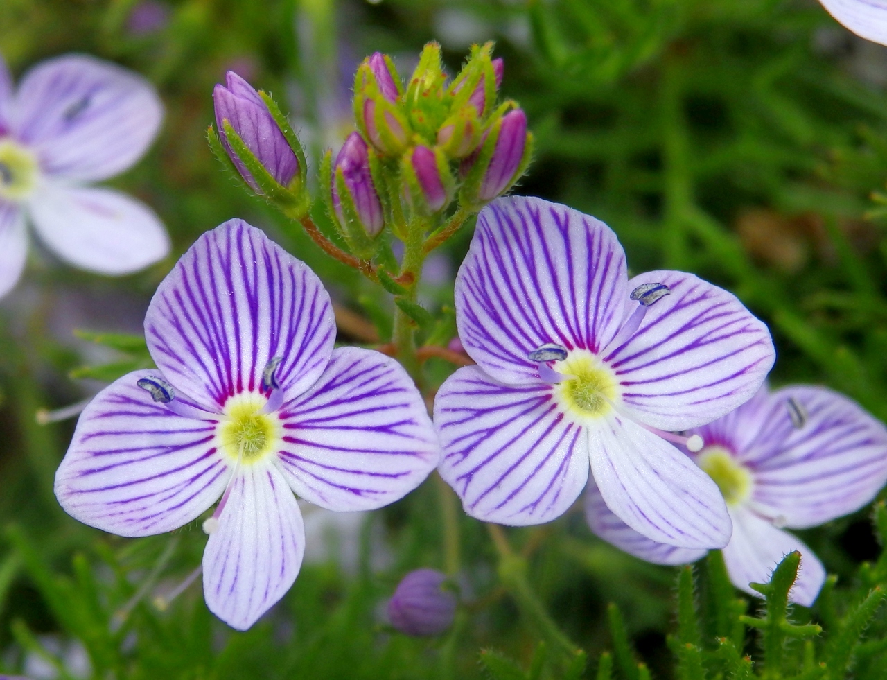 Изображение особи Veronica filifolia.