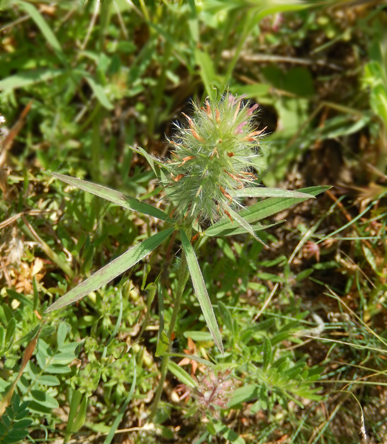 Image of Trifolium angustifolium specimen.