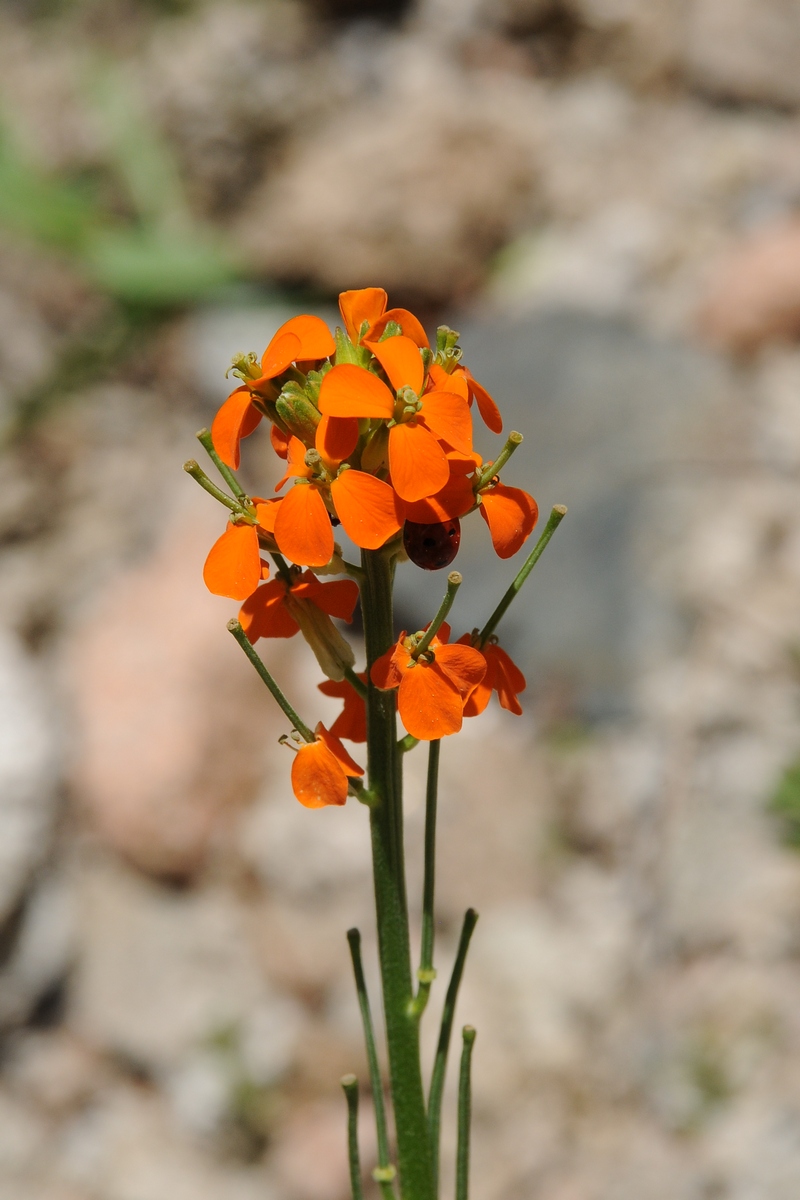 Изображение особи Erysimum croceum.