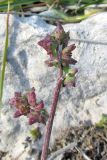 Atriplex prostrata