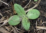 Cirsium vulgare