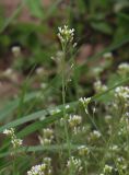 Arabidopsis thaliana