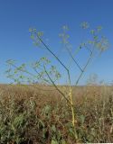 Ferula caspica