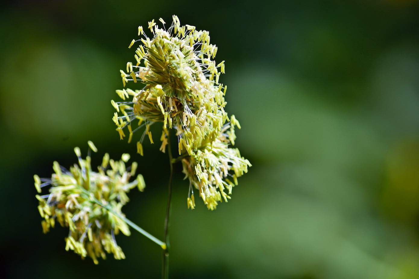 Изображение особи Dactylis glomerata.