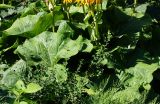 Ligularia dentata. Средняя часть цветущего растения. Восточный Казахстан, г. Усть-Каменогорск, парк Жастар, в культуре. 11.08.2017.