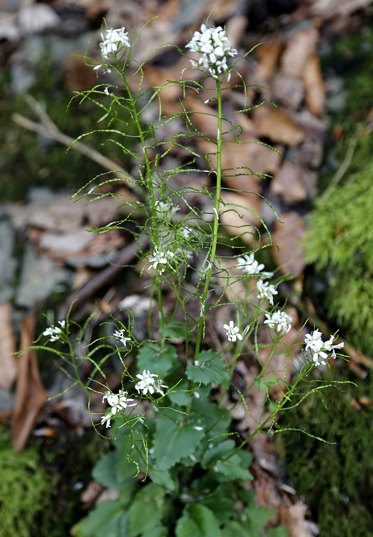 Image of Arabis nordmanniana specimen.