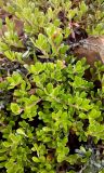 Arctostaphylos uva-ursi