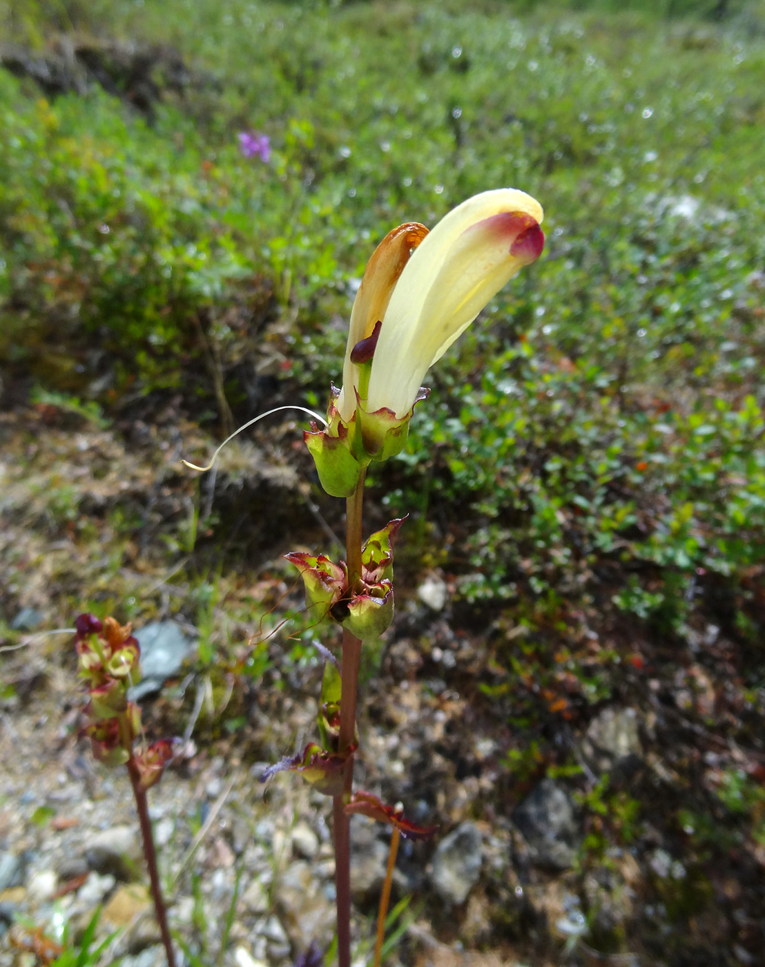 Изображение особи Pedicularis sceptrum-carolinum.