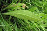 Cirsium pannonicum