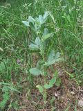 Vicia narbonensis