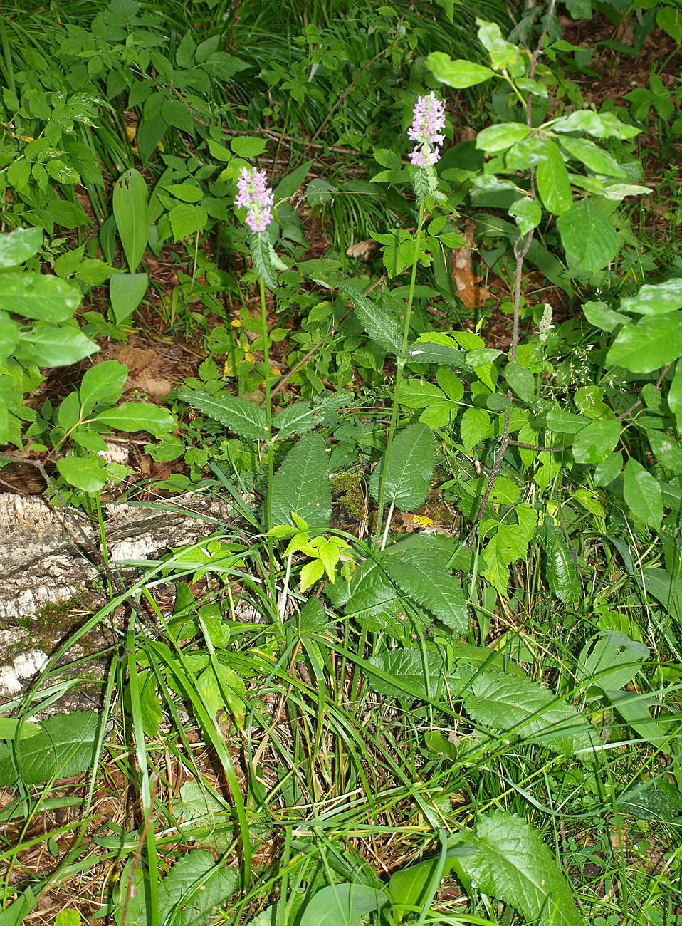 Изображение особи Betonica officinalis.