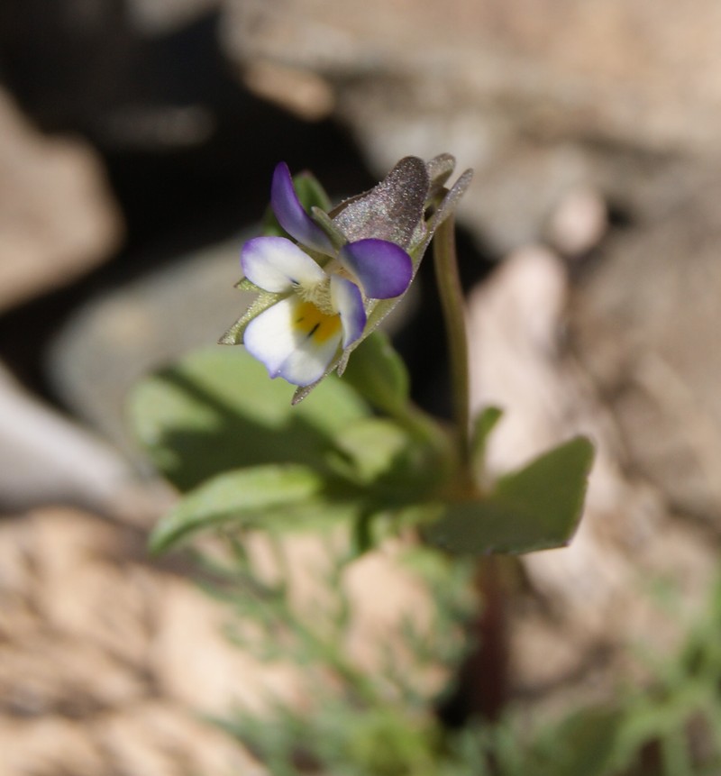 Изображение особи Viola occulta.