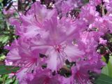 Rhododendron smirnowii