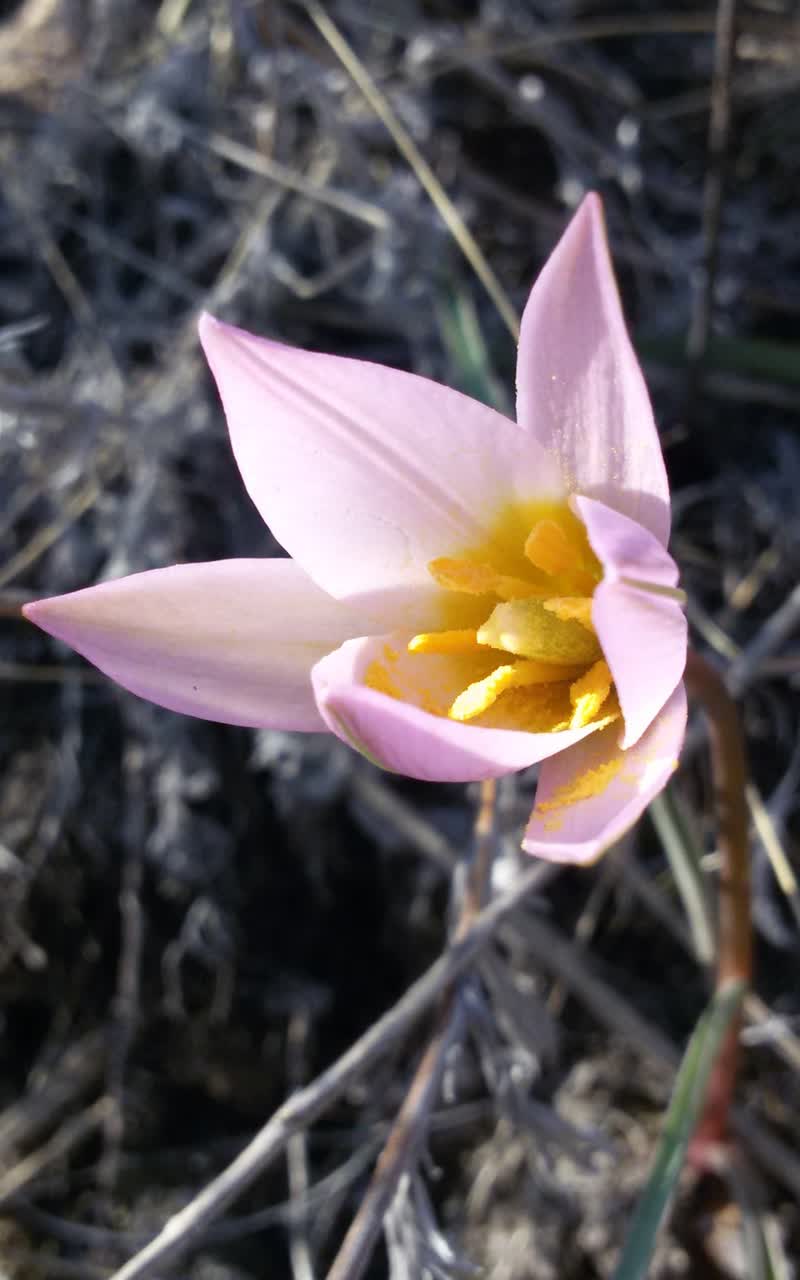 Изображение особи Tulipa patens.
